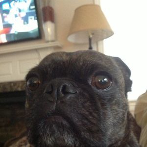 Meet your Posher, Joe